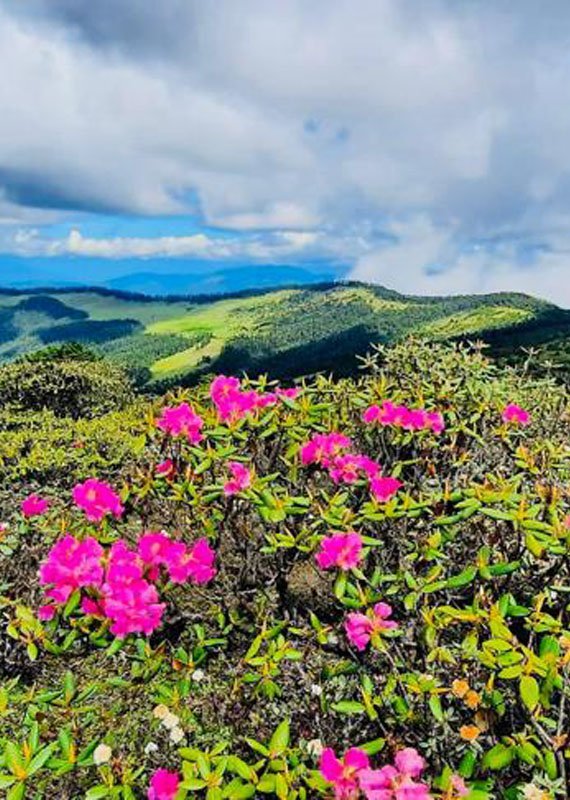 middle pic flower.jpg